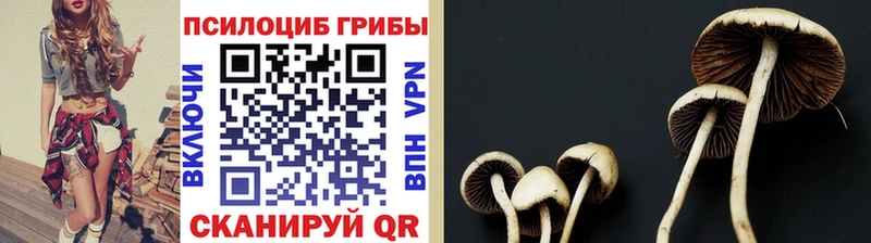 KRAKEN как войти  Берёзовский  Псилоцибиновые грибы прущие грибы  купить закладку 